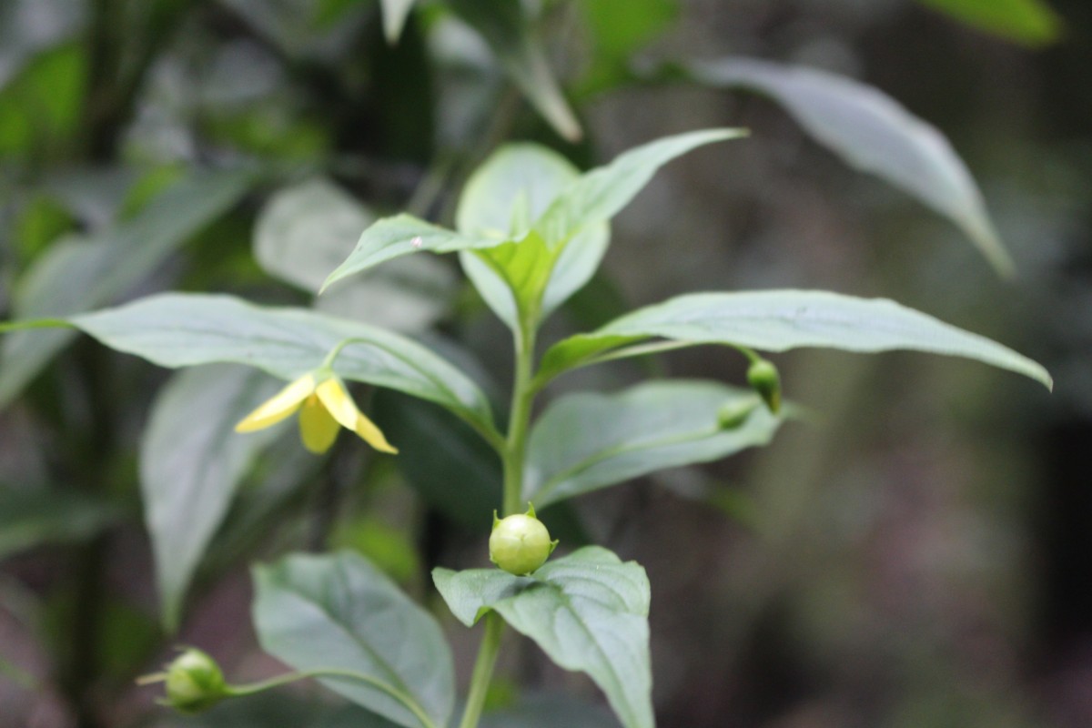 Lysimachia laxa Baudo